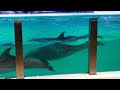 √100以上 浅虫 水族館 イルカ ショー 時間 2022 316777-浅虫 水族館 イルカ ショー ��間 2022