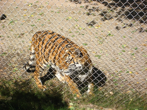 Shambala Preserve by you.