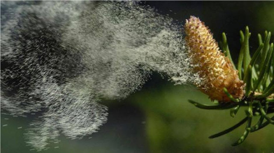 风媒花有哪些 万图壁纸网