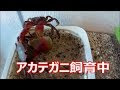 アカテガニ 販売 108297-アカテガニ 生体 販売