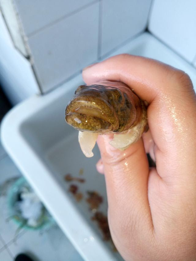 坑爹的料理 酱焖虾虎鱼 老话讲千炖豆腐万炖鱼 每日头条