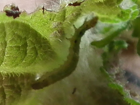 シソ科植物の敵 ベニフキノメイガの幼虫 新 珍獣様のいろいろ