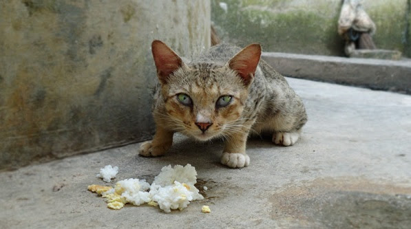 5 Tanda Kenapa Kucing Datang Kepada Kita Dan Bukannya Orang Lain..