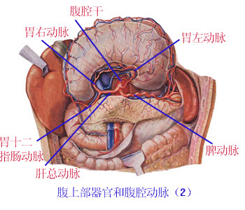 解剖學 腹主動脈 A 醫學百科