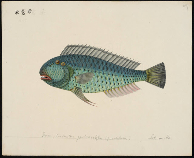 Hemipteronotus pentadactylus (punctulatus) [= Novacula pentadactylus Valenciennes in C&V, 1840]