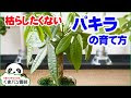 [最も好ましい] 植物 植え 替え 時期 233293-観葉 植物 植え 替え 時期