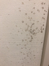 壁紙のカビ放置で大損害 正しい初期対応で２５００分の１の出費に抑える方法 ハーツクリーン