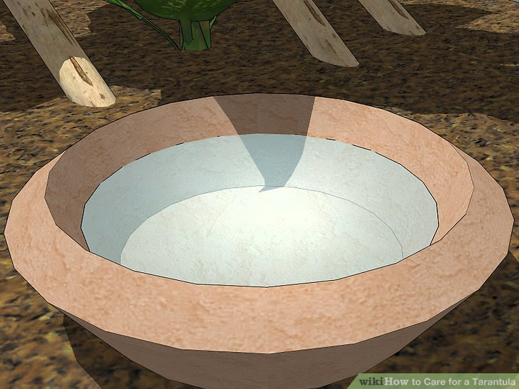 Care for a Tarantula Step 16.jpg