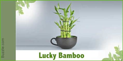 Plants and relaxing paint colors help, but noise is another issue. Dress Up Your Home With These Indoor Plants That Don't