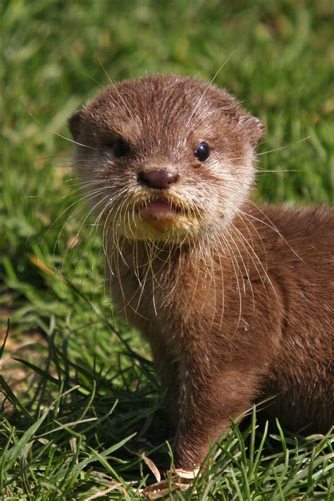 baby otters   gosh sportsloljk