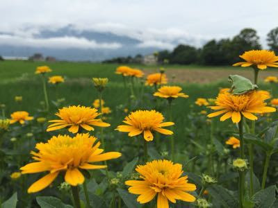 フラワーアレンジメント教室 花かご便り 花言葉 姫ヒマワリ