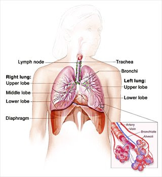 blank lower respiratory system diagram - Clip Art Library