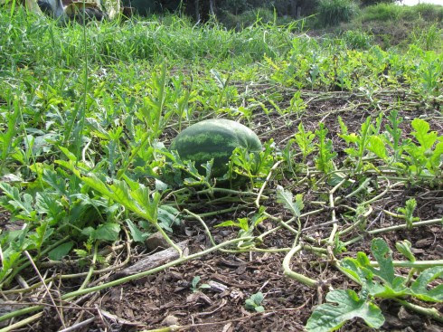 watermelon plant leaves. five watermelon plants in