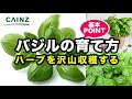 スウィートバジル 育て方 492640-スウィートバジル 育��方