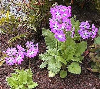ニホンサクラソウ にほんさくらそう 日本桜草 の花言葉 花言葉事典