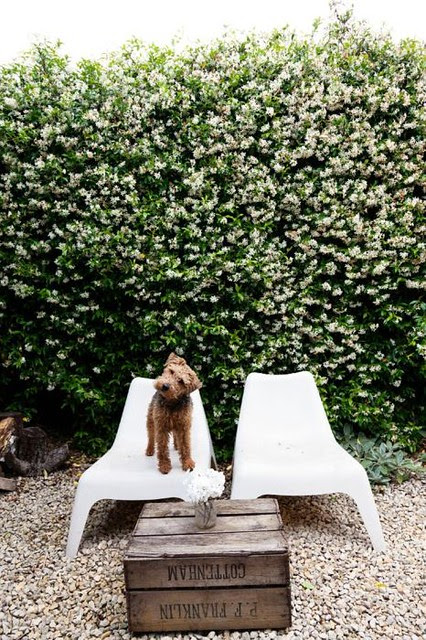 airedale