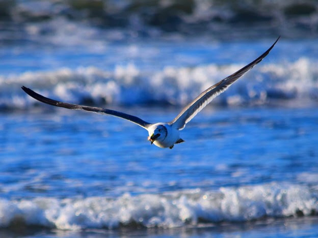 飛び立つカモメ 湘南 鵠沼海岸 湘南 藤沢 海 波 Wave Surfing Mysky Bird 鳥 カモメ 写真共有サイト フォト蔵