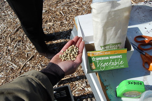 Franklin_CommGarden_SeedPeas