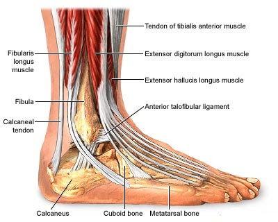 Foot Tendon Injury | Healthcare-Online