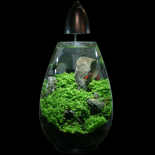レイアウト水槽参考データ18 05銀座店 熱帯魚ショップパウパウアクアガーデン