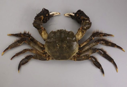 モクズガニの飼育方法や餌について カニlab