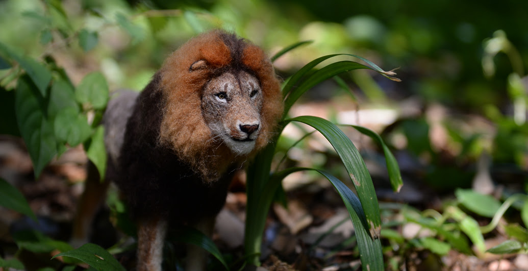 Lost Zoo ケープライオン 哀しき ライオンキング 南アフリカから姿を消したケープライオン