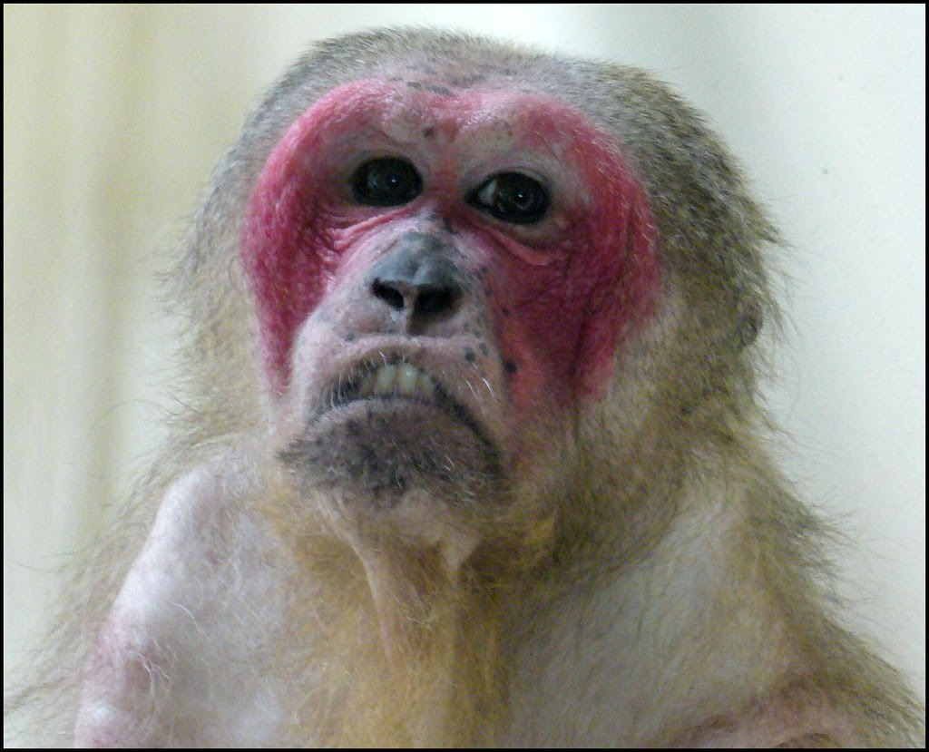 Ugly Monkey a photo on Flickriver Ugly Monkey a photo on Flickriver
