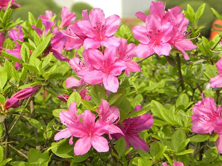 ツツジの生垣の作り方 間隔はどれくらい 植物navi