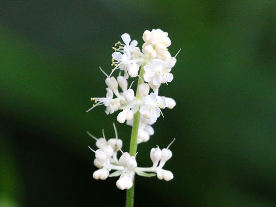 ヤブミョウガの花 鼠狸庵閑話 そりゃあかんわ