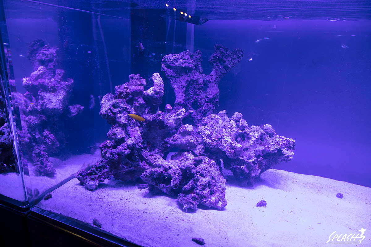 ダイナミックなレイアウトが組める大人気の極上ライブロック 海水魚 珊瑚 小動物 爬虫類専門店 スプラッシュ