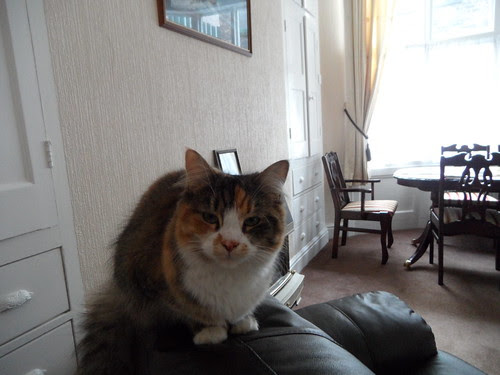 2012-12-05 Hull cat
