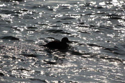 IMG_2888 black scoter