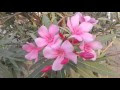 மிகவும் ஆபத்தான அரளி The very very dangeros and The more poisonous oleander  