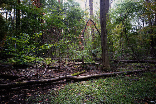 Woods