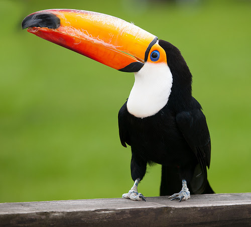 Amazon Rainforest Animals Facts For Kids Wild Life Nature Kinooze