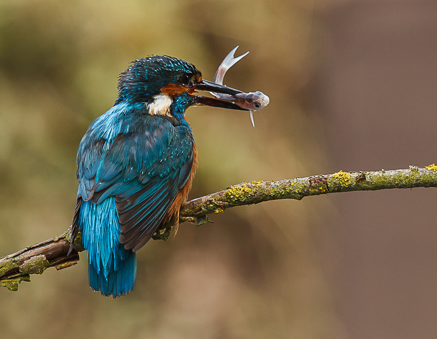 500px favs, rg443