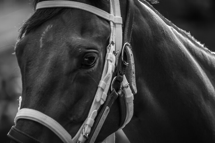 Tamron 18-400mm - racehorse portrait