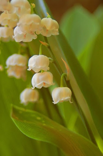 lily of the valley