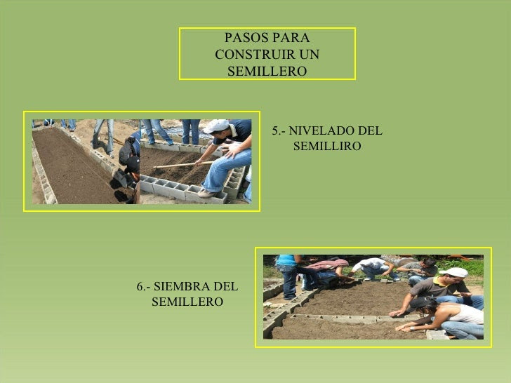 PASOS PARA CONSTRUIR UN SEMILLERO 5.- NIVELADO DEL SEMILLIRO 6.- SIEMBRA DEL SEMILLERO 