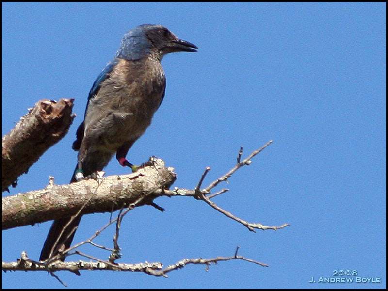 Florida Scrub Jay