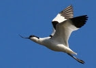 LES OISEAUX DE FRANCE
