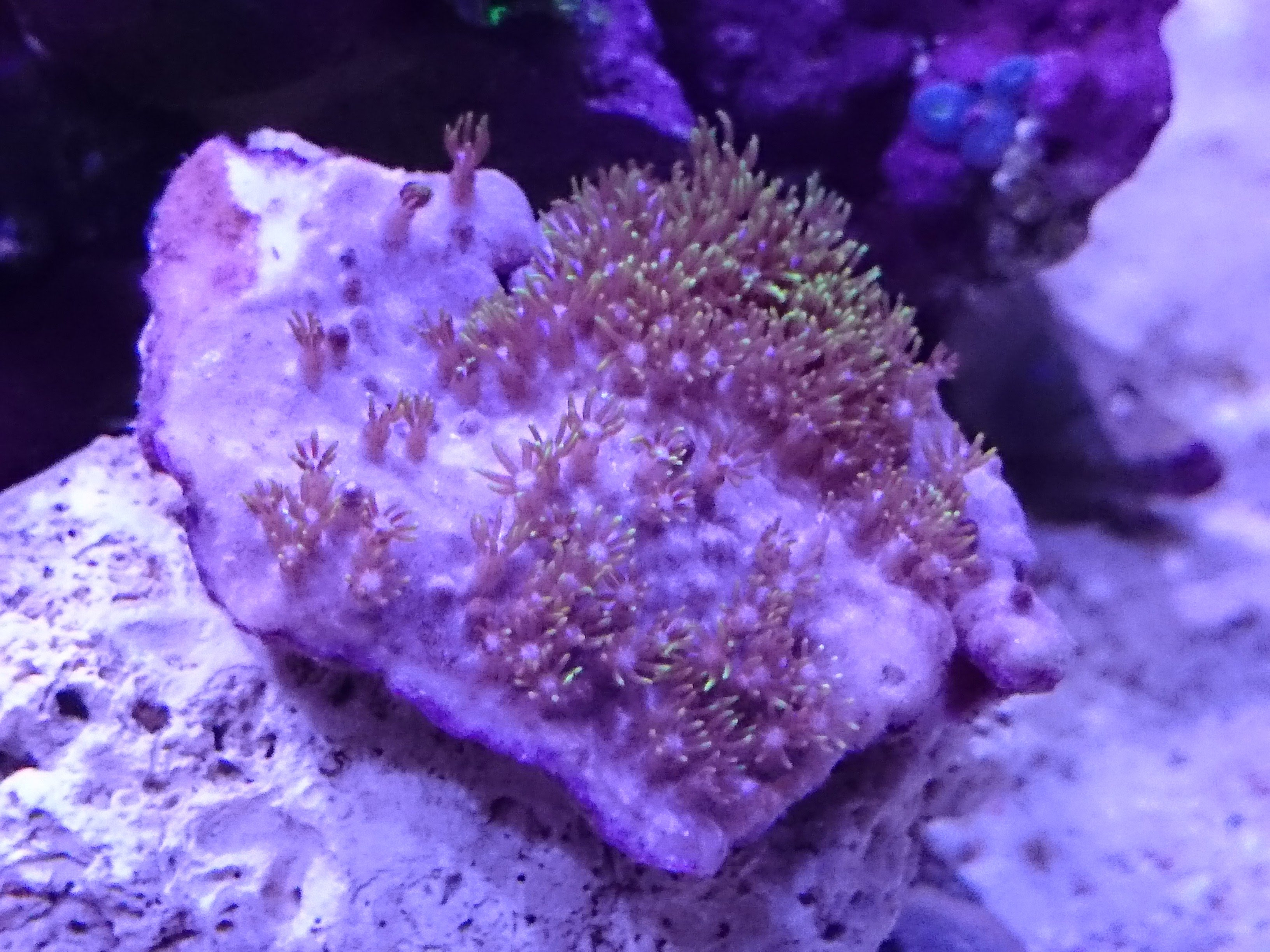 スターポリプ入海から１週間の様子 30cm水槽の海水魚飼育