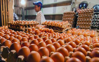 Ambon, Malukupost.com - Harga telur ayam ras yang ditawarkan para pedagang di pasar tradisional Kota Ambon kini terus bergerak naik hingga mencapai Rp2.000/butir. Hasil pantauan di lokasi Pasar Mardika dan Batu merah, Rabu (27/12), para pedagang mematok harga telur ayam ras bervariasi mulai dari Rp1.800 hingga Rp2.000/butir tergantung ukuran. "Jangan heran, sebab harga di tingkat agen juga tidak sama, jadi kalau harga diantara para pedagang eceran di pasar juga berbeda itu menjadi hal yang biasa," kata Rustam pedagang telur ayam ras.