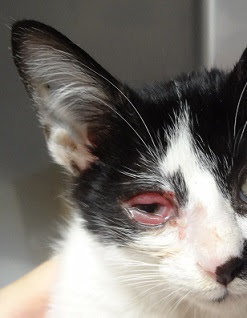 犬 猫の病気について 神戸市中央区の動物病院 ひらやま動物病院です
