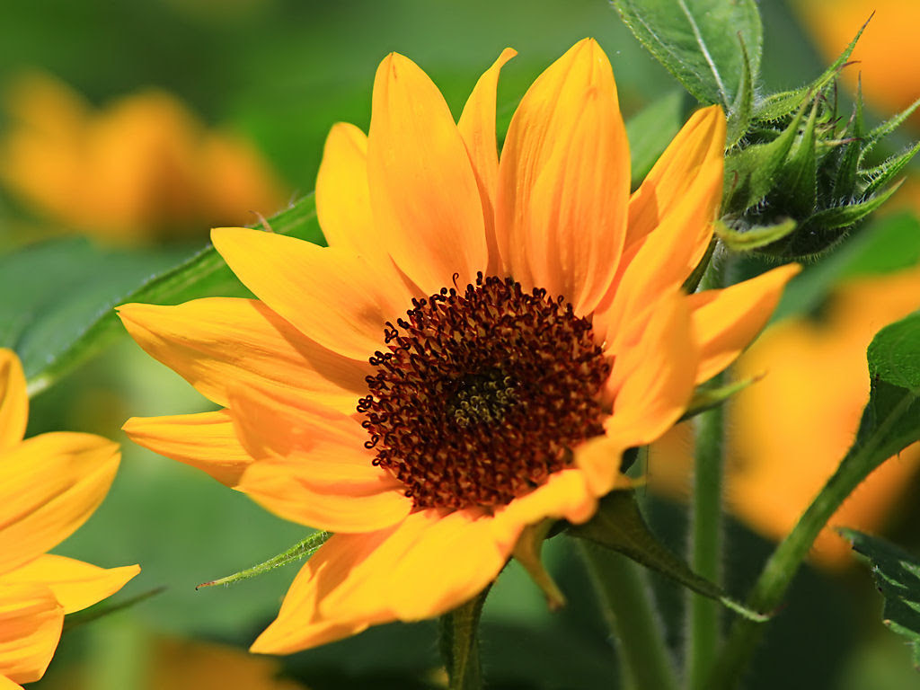 花の無料壁紙写真 花の無料写真素材 四季の花の写真集