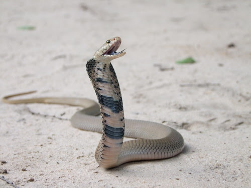 Mozambique Spitting Cobra