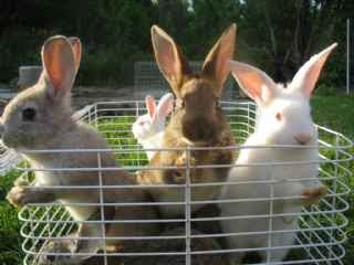 Lapin De Chair A Vendre Animaux Animaux De Ferme Acmtl Com