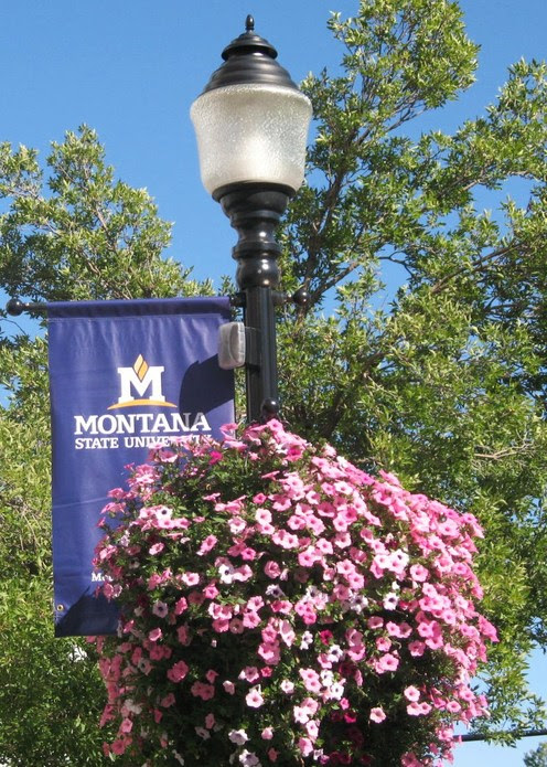 Bozeman, MT : Main Street Light with Flowers photo ...