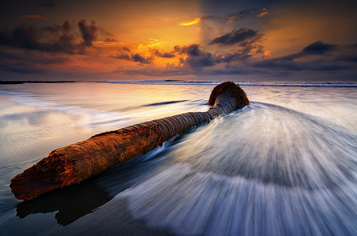 It Was a Beautiful Coconut Tree Once [Explored]