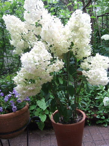 ノリウツギ バニラフレーズ アトリエ野ゆり